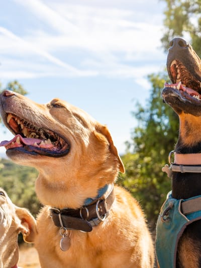 four-canines-enjoying-bright-day-outdoors-2026-03-24-05-02-09-utc